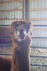 alpacas 002
