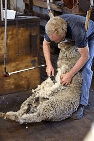 sheepshear